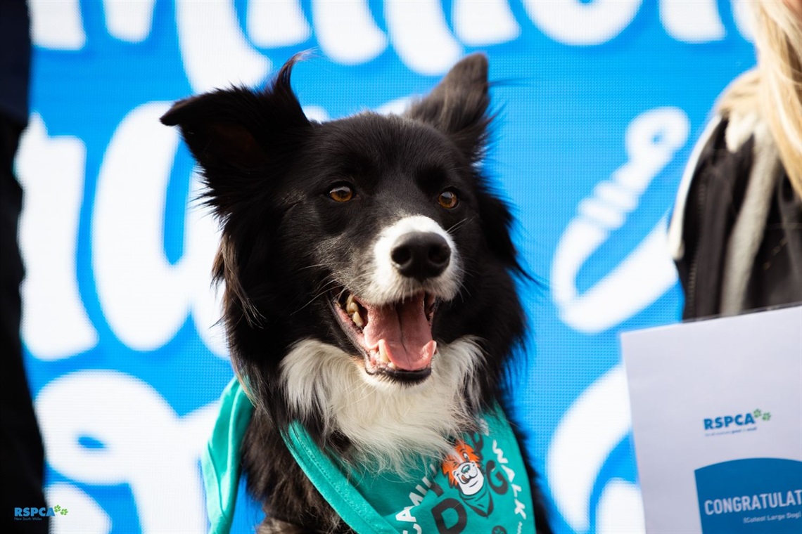 RSPCA-Million-Paws-Walk-Hero-portraits-Annabel-Osborne-May-2023-0991