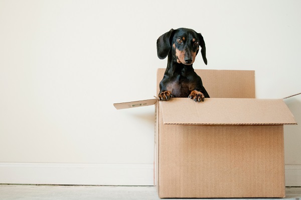 Dachshund in cardboard box