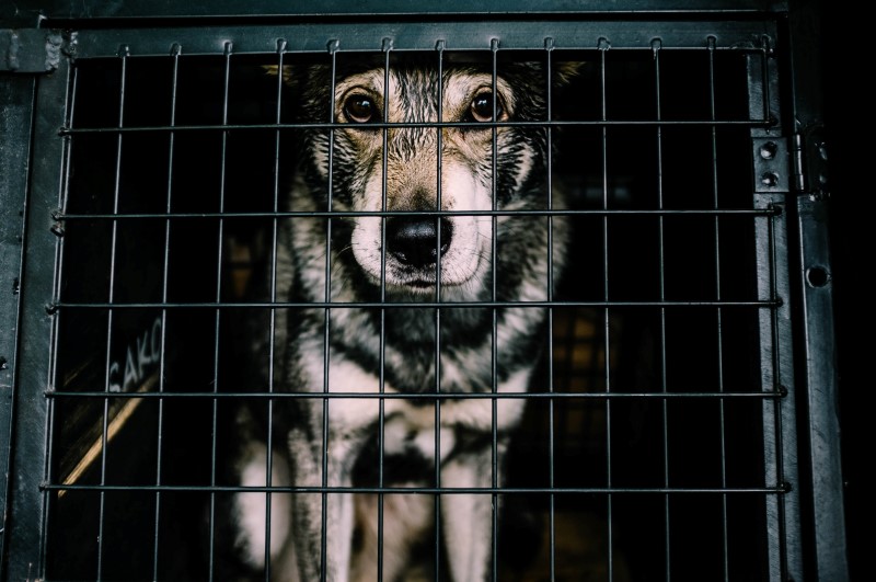 old grey and white dog in cage